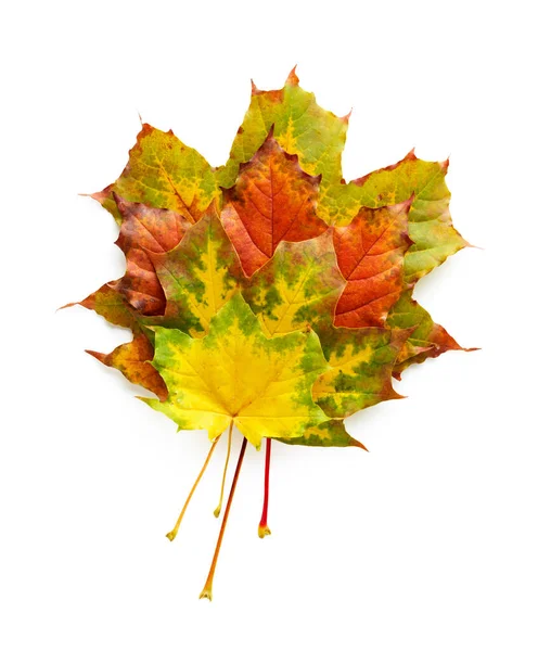 Maple Autumn Leaves Isolated White Background — Stock Photo, Image
