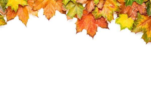 Maple Herfstbladeren Geïsoleerd Witte Achtergrond — Stockfoto