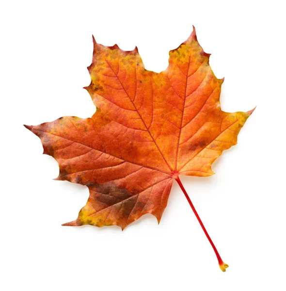 Maple Autumn Leaf Isolated White Background — Stock Photo, Image