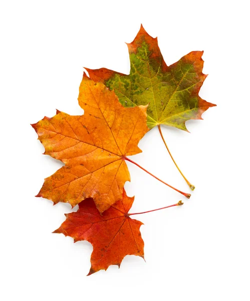 Maple Herfstbladeren Geïsoleerd Witte Achtergrond — Stockfoto