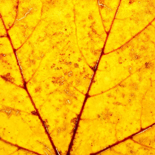 Macro Texture Autumn Yellow Maple Leaf — Stock Photo, Image