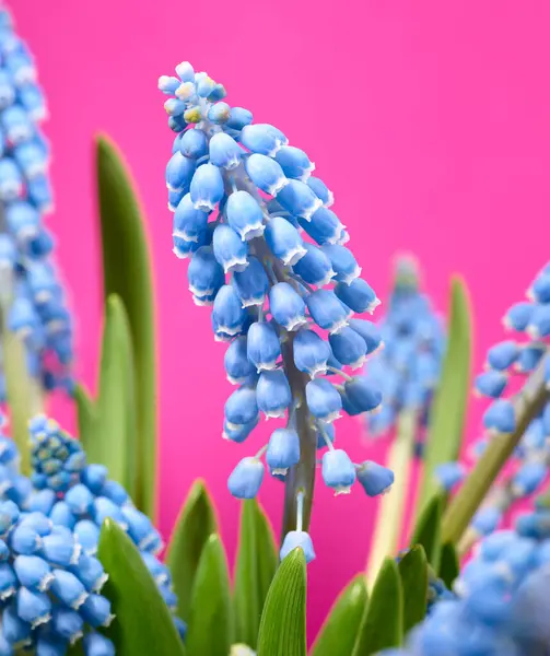 Muscari Nebo Hroznové Hyacinth Přes Růžové Pozadí Royalty Free Stock Obrázky