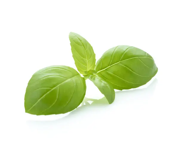 Πράσινα Φύλλα Βασιλικού Που Απομονώνονται Λευκό Φόντο Εικόνα Αρχείου
