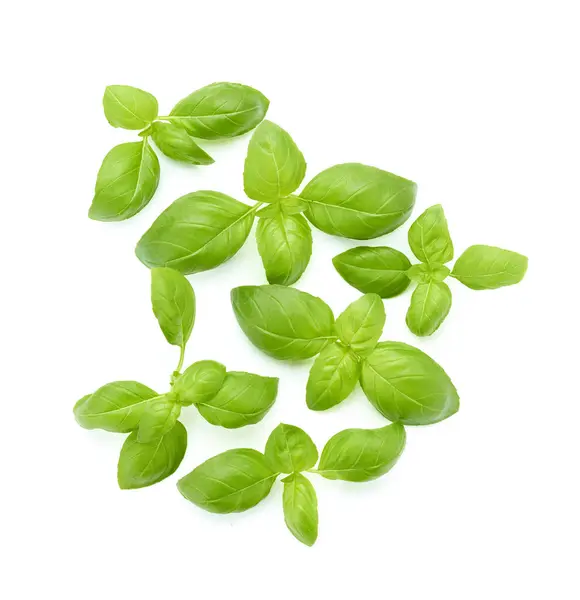 Basil Green Leaves Isolated White Background Stock Picture