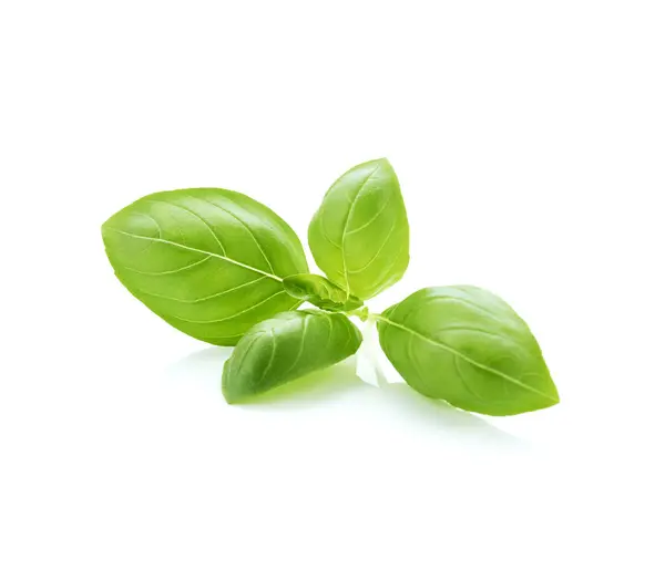 Basilikum Grüne Blätter Isoliert Auf Weißem Hintergrund lizenzfreie Stockfotos