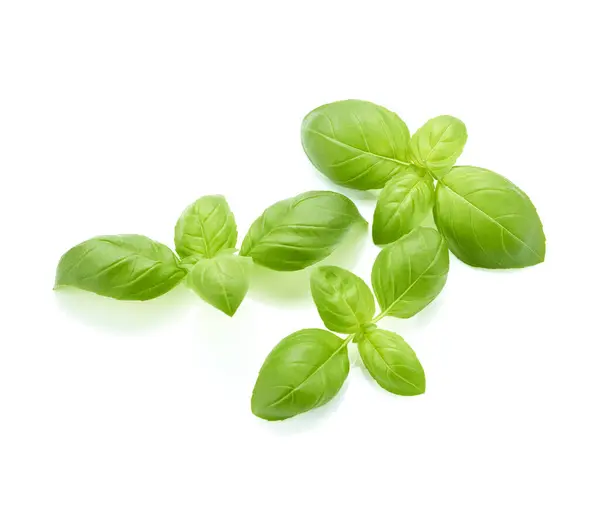 Basilikum Grüne Blätter Isoliert Auf Weißem Hintergrund Stockfoto