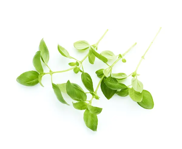 Basilikum Grüne Blätter Isoliert Auf Weißem Hintergrund Stockbild
