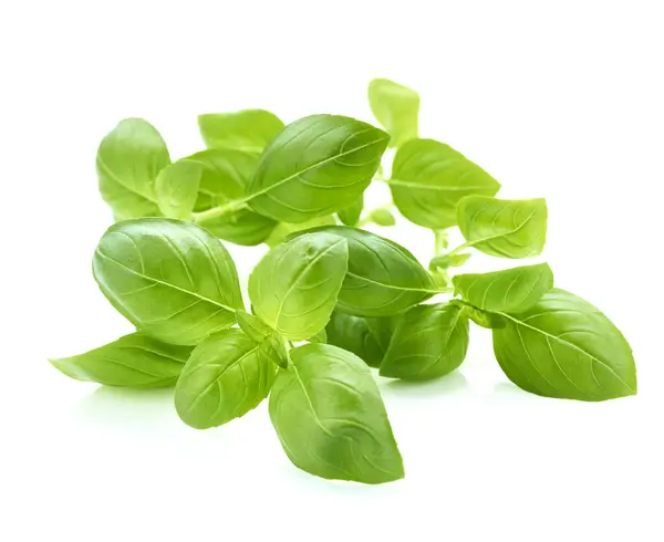 Basilikum Grüne Blätter Isoliert Auf Weißem Hintergrund Stockbild