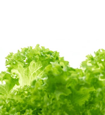 Beyaz arkaplanda yeşil salata yaprakları