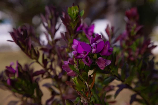 庭に紫色の花を咲かせるポリガラ ミルティフォリア — ストック写真