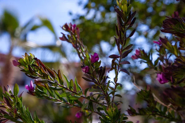 庭に紫色の花を咲かせるポリガラ ミルティフォリア — ストック写真