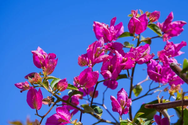 清澈的蓝天映衬着紫色的花 — 图库照片