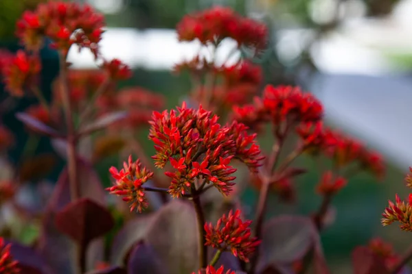 Flores Vermelhas Kalanchoe Florescem Potenciômetro Jardim — Fotografia de Stock