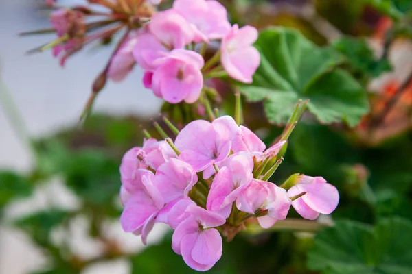 Pelargonium Rosa Floresce Jardim Verão Dia Ensolarado Jardim Florescendo — Fotografia de Stock
