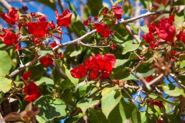 Mavi gökyüzüne karşı kırmızı bougainvillea