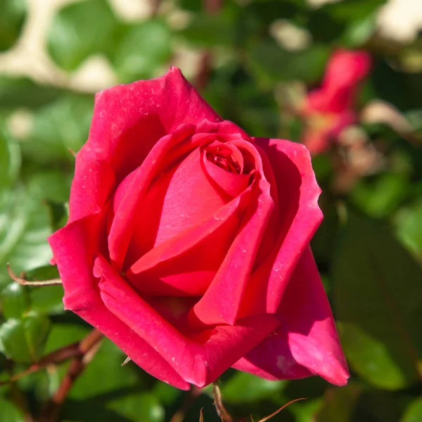 夏の庭 晴れた日にピンクのバラが咲く — ストック写真
