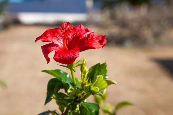 Red Hibiscus Sun Bloom Summer Garden Bright Saturated Green Leaves — Stock Photo, Image
