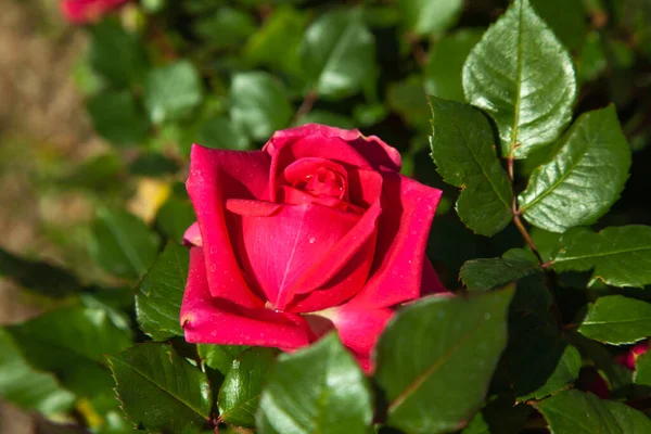 夏の庭 晴れた日にピンクのバラが咲く — ストック写真
