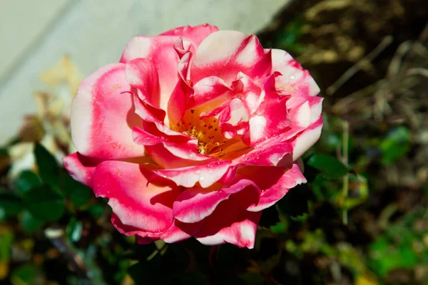 庭にピンクと白のバラが咲き 開花庭で夏の晴れた日 — ストック写真