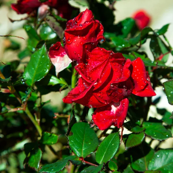 Red Roses Drops Water Dew Rain Sun Bloom Summer Garden — Stock Photo, Image