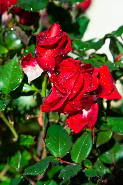 Red roses with drops of water from dew or rain in the sun bloom in the summer garden, bright saturated green leaves, sunny day