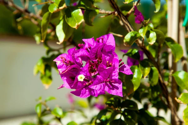 Růžové Bougainvillea Slunci Kvést Letní Zahradě Jasně Nasycené Zelené Listy — Stock fotografie