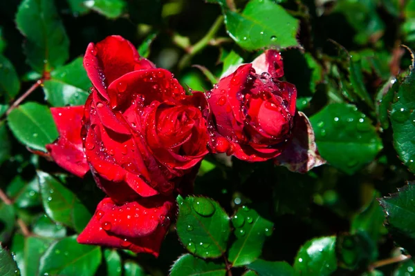 夏の庭では太陽の下で露や雨からの水の滴と赤いバラ 明るい飽和緑の葉 晴れた日 — ストック写真