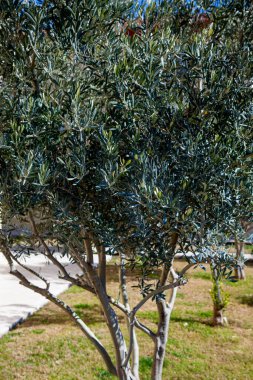 Bahçede zeytin ağaçları, güneşli bir gün