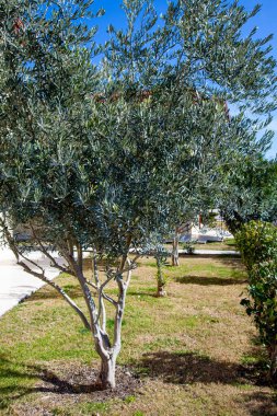 Bahçede zeytin ağaçları, güneşli bir gün