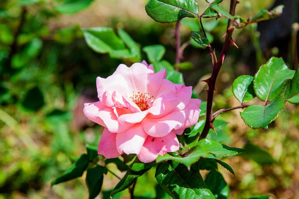 Pink Roses Bloom Garden Bush Summer — Stock Photo, Image