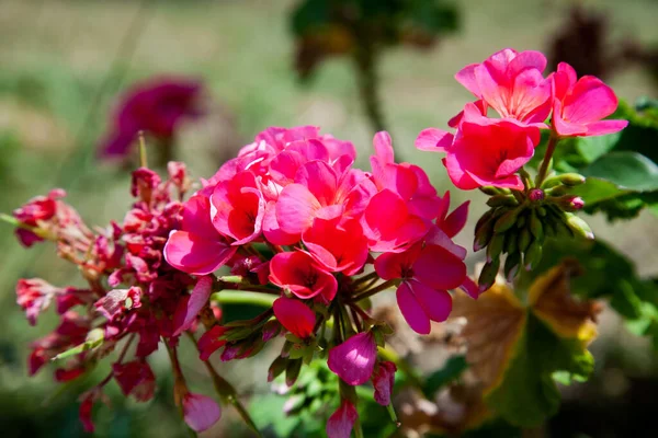 Geranium Kwitnie Ogrodzie Słoneczny Letni Dzień — Zdjęcie stockowe