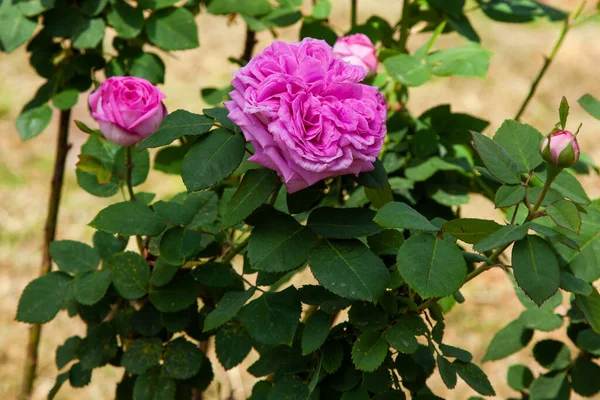 夏には茂みの庭にピンクのバラが咲きます — ストック写真