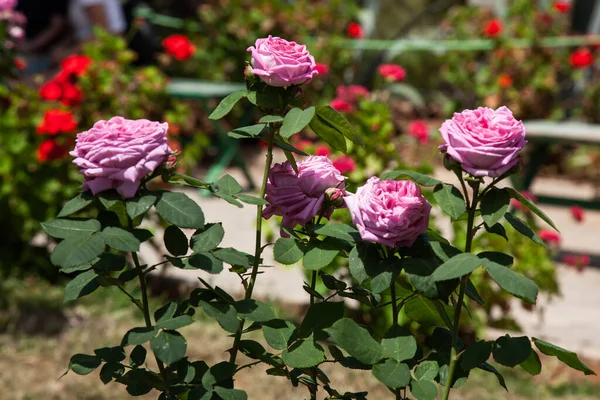夏には茂みの庭にピンクのバラが咲きます — ストック写真