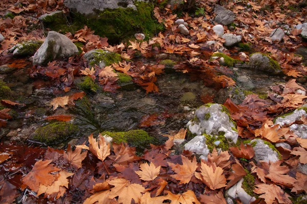 Жовте Опале Листя Струмок Осінньому Лісі Похмуру Погоду — стокове фото