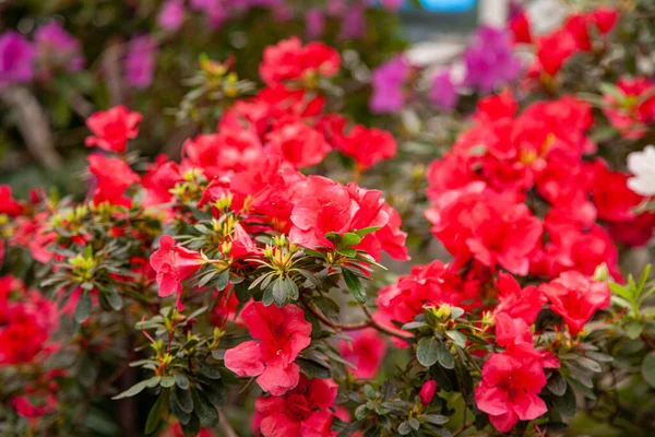 Vörös Rododendron Virágzik Üvegházban — Stock Fotó