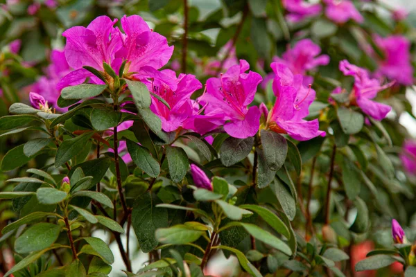 Rhododendron Rosa Florece Invernadero —  Fotos de Stock