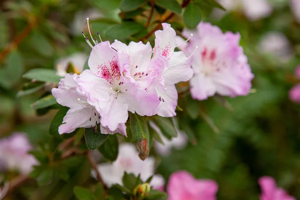 Una Planta Blanca Rosa Llamada Rhododendron Rubiginosum Florece Invernadero Tropical —  Fotos de Stock