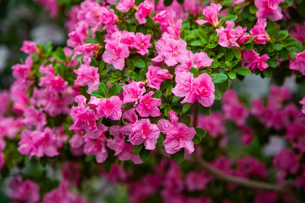 Рожевий Рододендрон Цвіте Теплиці — стокове фото
