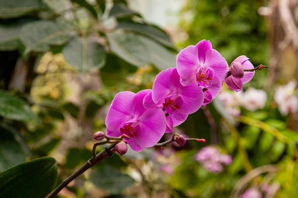熱帯の温室には ファラエンシス アマビリスという植物のピンクの花が咲いています — ストック写真