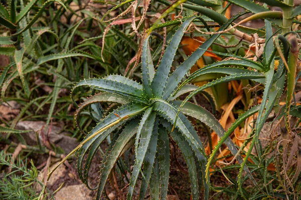 アロエと呼ばれる緑の植物は熱帯温室で成長します — ストック写真