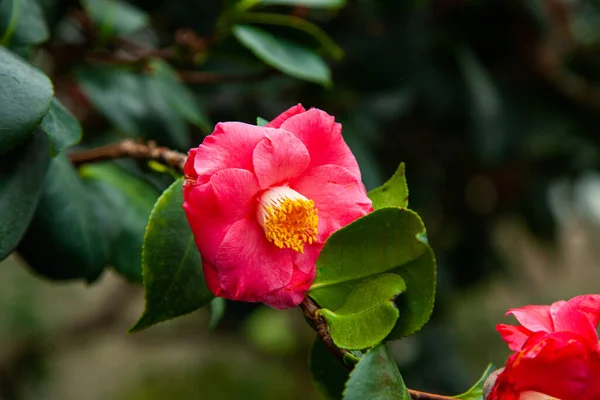 Ροζ Camellia Sasanqua Ανθίζει Στο Θερμοκήπιο — Φωτογραφία Αρχείου