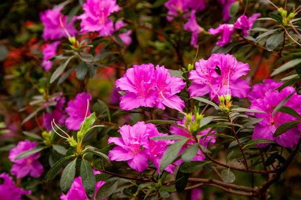 Pink Rhododendron Blooms Greenhouse — Stock Photo, Image