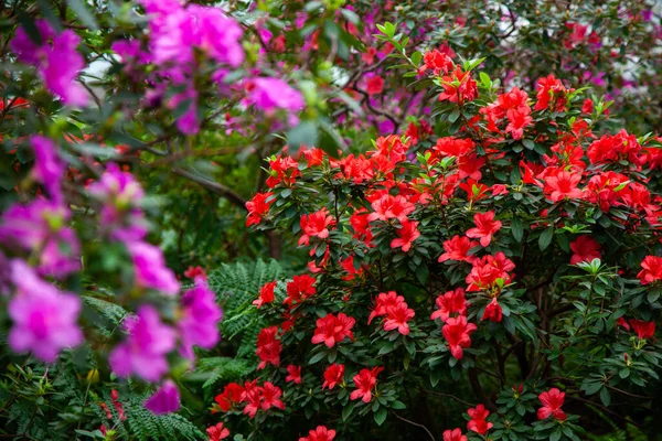 Rododendro Rojo Florece Invernadero —  Fotos de Stock