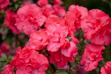 Kızıl Rododendron serada çiçek açıyor