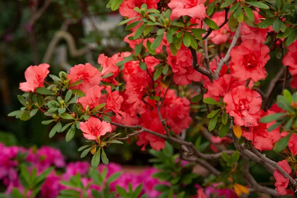 Vörös Rododendron Virágzik Üvegházban — Stock Fotó