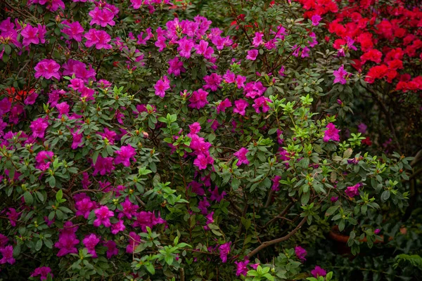 Ροζ Ροδόδεντρο Ανθίζει Στο Θερμοκήπιο — Φωτογραφία Αρχείου
