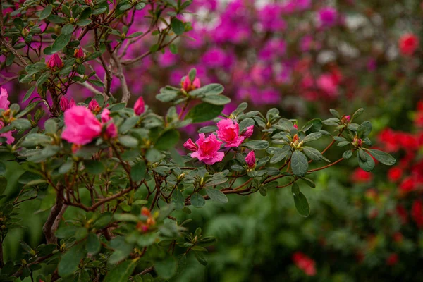 Růžové Květy Rododendronu Skleníku — Stock fotografie