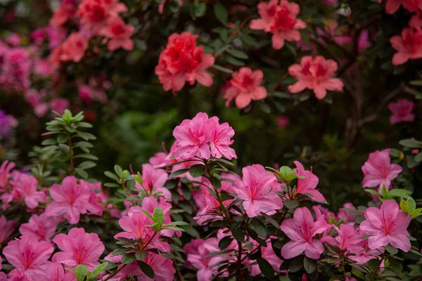 Rózsaszín Rododendron Virágzik Üvegházban — Stock Fotó