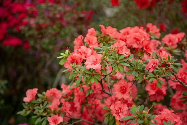 Rhododendron Rouge Fleurit Dans Serre — Photo