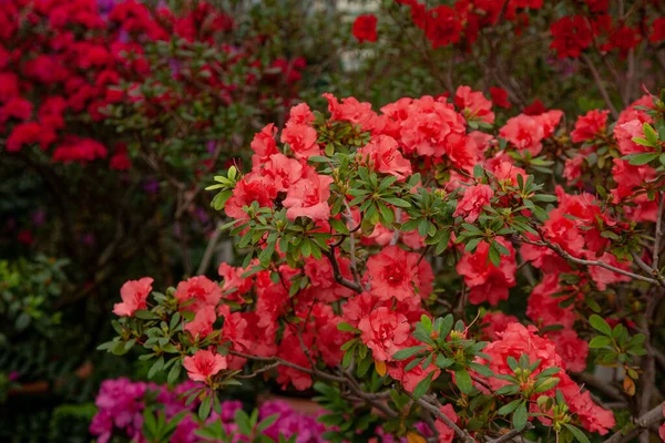 Red Rhododendron Blooms Greenhouse — Stock Photo, Image